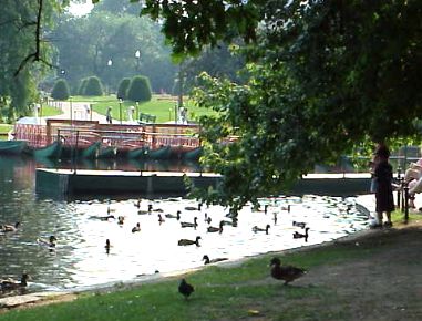 Swan boats