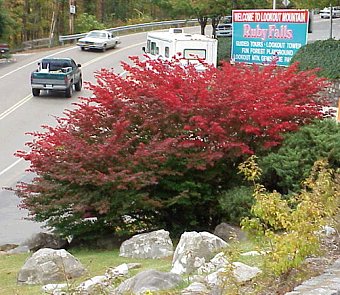 A ruby bush at Ruby Falls