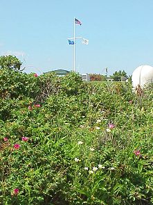 Memorial over flowers