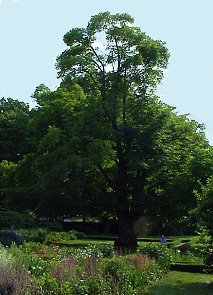 John Quincy's tree